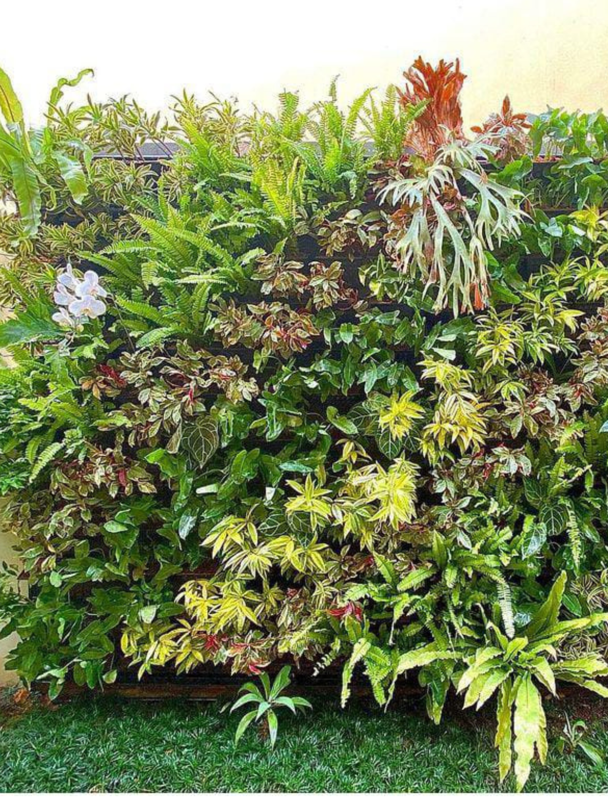 jasa vertical garden